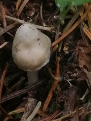 Inocybe