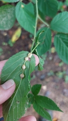 Neolasioptera farinosa