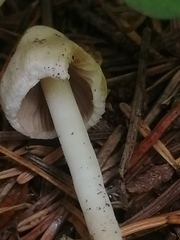 Inocybe