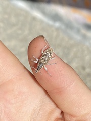 Cyphocleonus achates