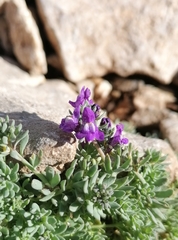 Linaria alpina