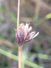 Schoenus nigricans