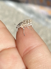 Cyphocleonus achates