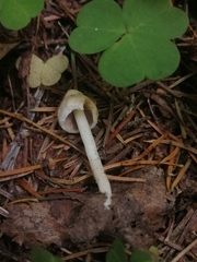 Inocybe