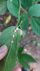 Neolasioptera farinosa