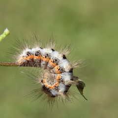 Acronicta euphorbiae