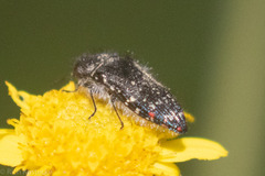 Acmaeodera rubronotata