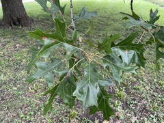 Quercus shumardii