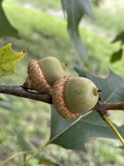 Quercus shumardii