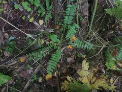 Polemonium caeruleum