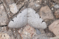 Digrammia triviata