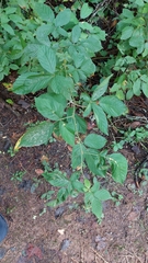 Neolasioptera farinosa