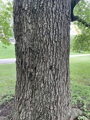 Quercus shumardii