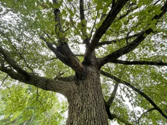 Quercus shumardii