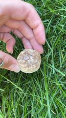 Agaricus xanthodermus