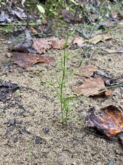Equisetum arvense