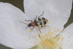 Paranapiacaba tricincta