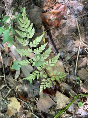 Cystopteris protrusa