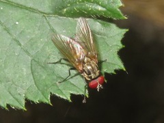 Hydrophoria lancifer