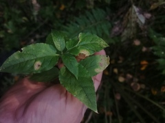 Stellaria bungeana