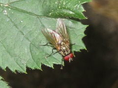 Hydrophoria lancifer