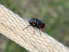 Chrysomya megacephala