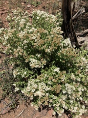Ageratina herbacea