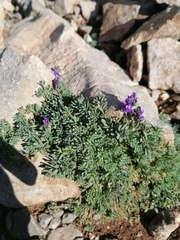 Linaria alpina
