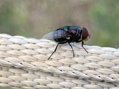 Chrysomya megacephala