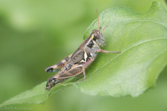 Melanoplus glaucipes