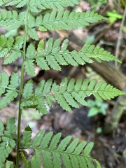 Dryopteris carthusiana
