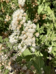 Ageratina herbacea
