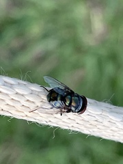 Chrysomya megacephala