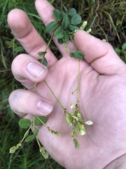 Desmodieae