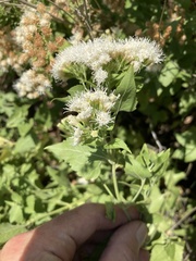 Ageratina herbacea