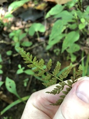 Cystopteris protrusa