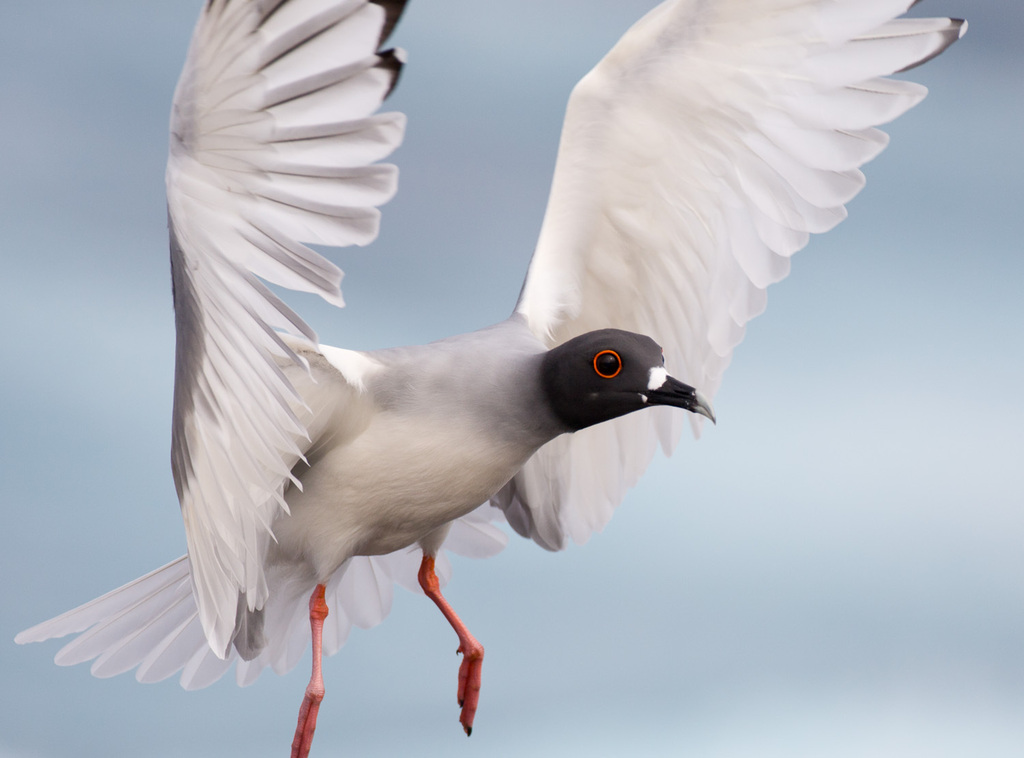 Swallow-Tailed Gull