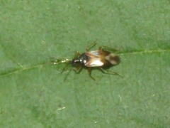 Anthocoris nemorum