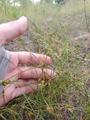 Juncus tenuis