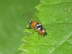 Callomyia amoena