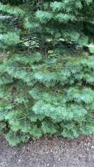 Abies concolor