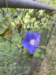 Ipomoea hederacea
