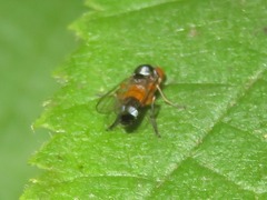 Callomyia amoena