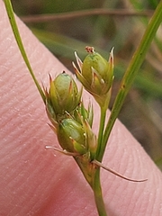 Juncus tenuis