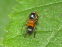 Callomyia amoena