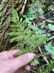 Dryopteris carthusiana