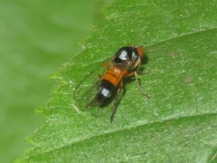 Callomyia amoena