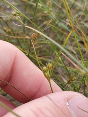 Juncus tenuis