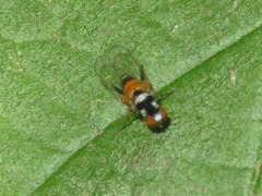 Callomyia amoena