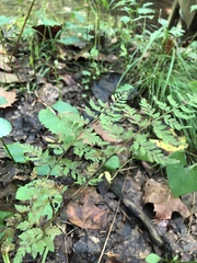 Cystopteris protrusa